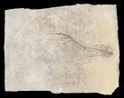 Permian Branchiosaur (Amphibian) Fossil - Germany #62918-1
